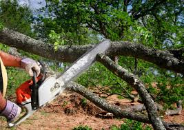 Best Stump Grinding and Removal  in Arcadia, IN